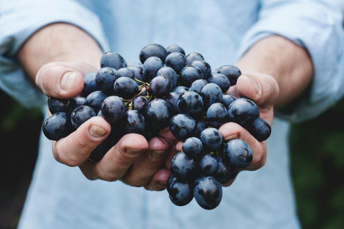 Wine fermentation, a fundamental process​