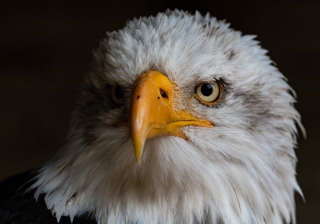 Eagle view Eagle view