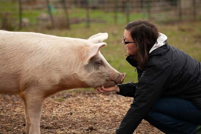 How to automate a Pig Farm with a PLC controller Arduino How to automate a Pig Farm with a PLC controller Arduino