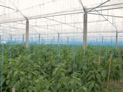 Greenhouse Automation Greenhouse Automation
