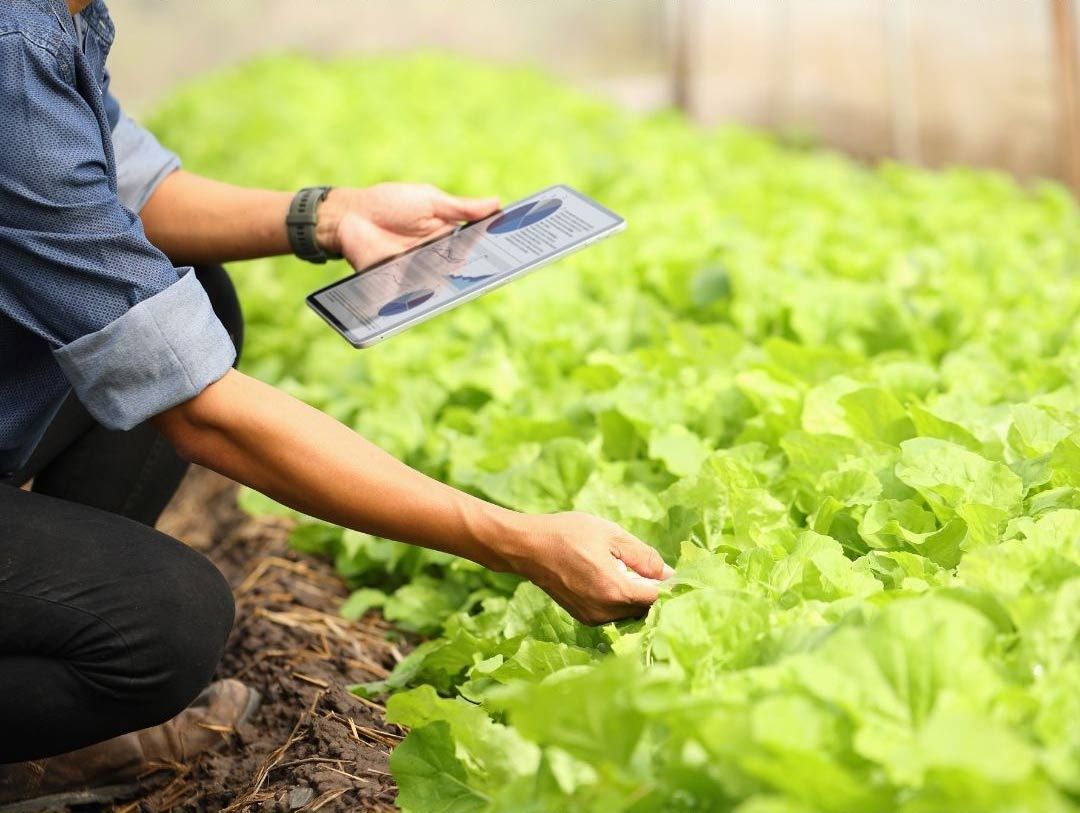 Greenhouse Automation