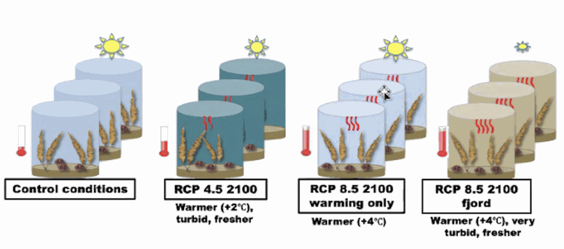 Diagram of the mesocosm experiment: control conditions, RCP 4.5 2100, RCP 8.5 2100 warming only and RCP 8.5 2100 fjord